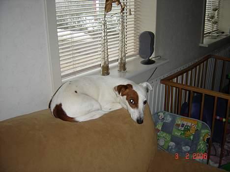 Jack russell terrier Daisy - daisy tog en slapper på sofaen billede 6