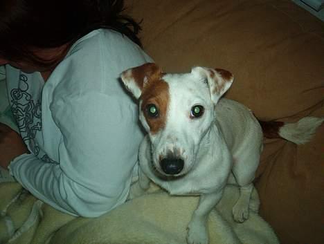 Jack russell terrier Daisy billede 7