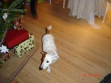 Jack russell terrier Daisy - Daisy var med til at danse om juletræ ( julen 2005) billede 8