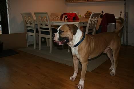 Amerikansk bulldog zeus billede 15