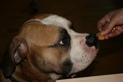 Amerikansk bulldog zeus billede 16