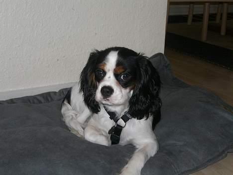 Cavalier king charles spaniel Freja ( RIP) billede 5