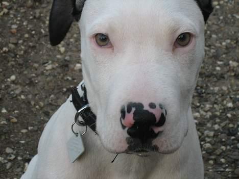 Amerikansk staffordshire terrier tjechr billede 1