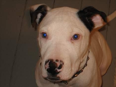 Amerikansk staffordshire terrier tjechr billede 2