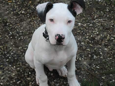 Amerikansk staffordshire terrier tjechr billede 3