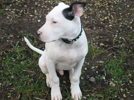Amerikansk staffordshire terrier tjechr billede 4