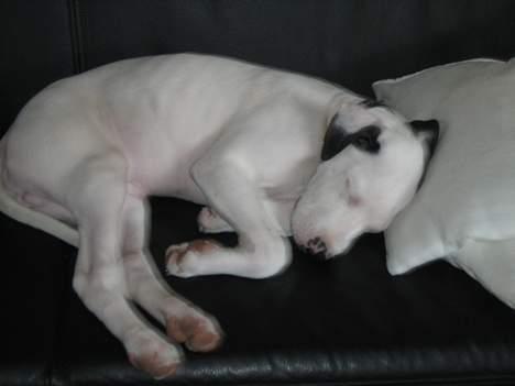 Amerikansk staffordshire terrier tjechr billede 5