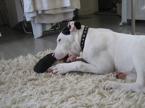 Amerikansk staffordshire terrier tjechr billede 6