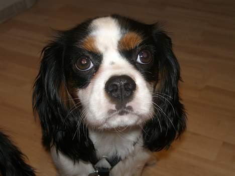Cavalier king charles spaniel Freja ( RIP) billede 6