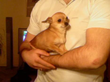 Chihuahua jessica billede 1