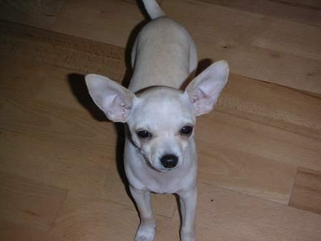 Chihuahua Mischa - Jeg er altså for træt til at få taget billeder nu... billede 7