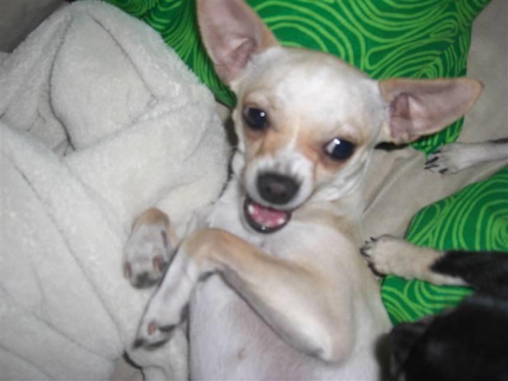 Chihuahua Mischa - Farlig hund.. billede 8
