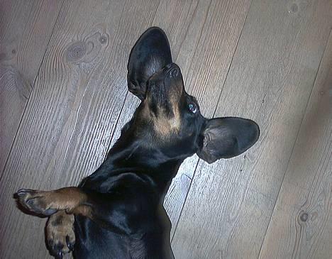 Gravhund Mille  - Se mine øre . billede 4