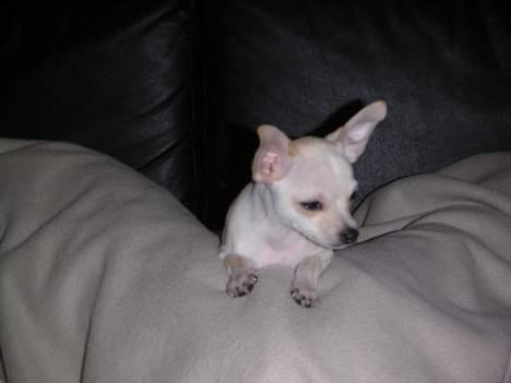 Chihuahua Mischa - Go´morgen billede 9
