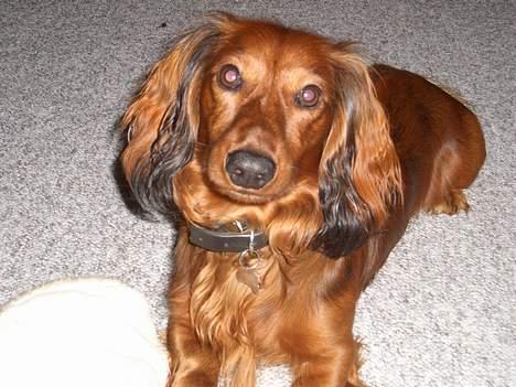 Gravhund Bobby O - skal vi lege billede 12