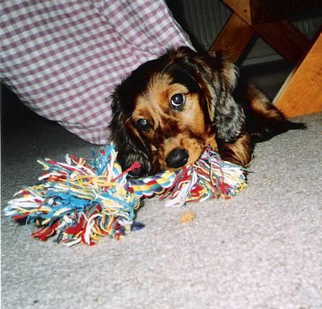 Gravhund Bobby O - lille og nuttet billede 13