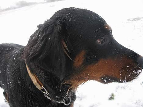 Blanding af racer Mizka *R.I.P.* - Mor det er koldt, skal vi ikke snart hjem og have noget mad (: billede 9