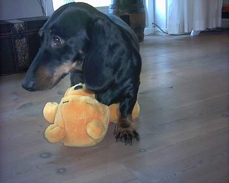 Gravhund Mille  billede 5