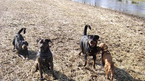 Blanding af racer Mizka *R.I.P.* - Venner for livet! billede 11