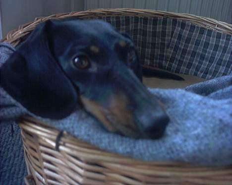 Gravhund Mille  billede 6