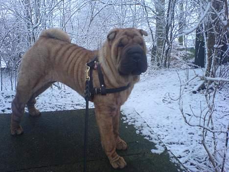 Shar pei China House Zarabi *DØD* - Zarabi i sneen, januar 2007 billede 13