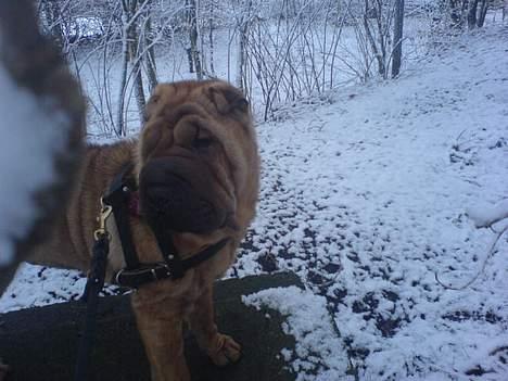 Shar pei China House Zarabi *DØD* - Zarabi i sneen, januar 2007 billede 14