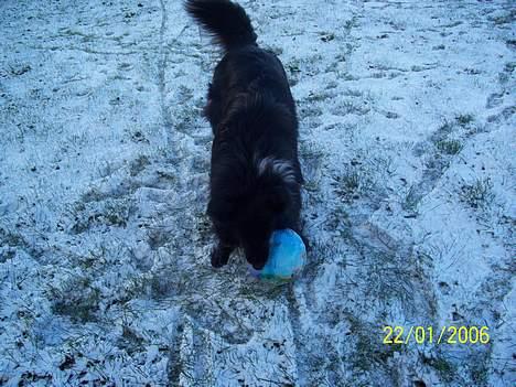 Blanding af racer bølle - bølle i sneen 22 januar 2007 billede 11
