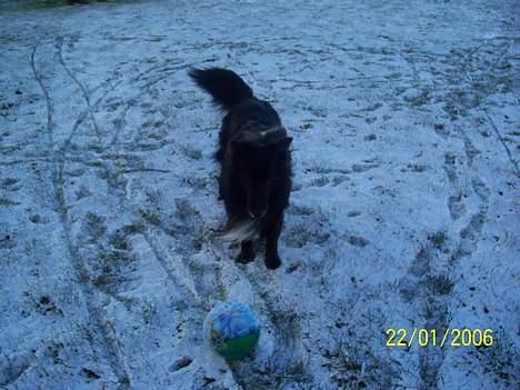 Blanding af racer bølle billede 12