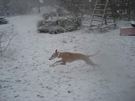 Whippet Frontrunner's Mandi - 2 dag i Danmark, jubiiiii sne. billede 7