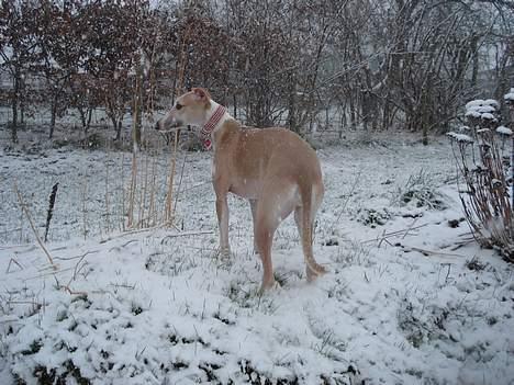 Whippet Frontrunner's Mandi - Ja så står jeg lige her, midt i mor´s blomsterbed. billede 8