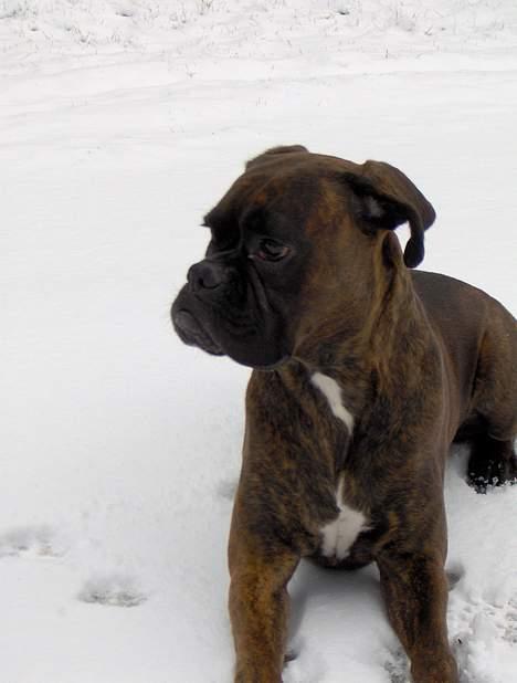 Boxer Dolce billede 9