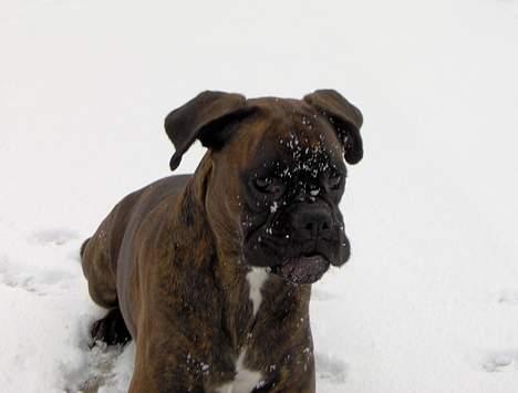 Boxer Dolce billede 10