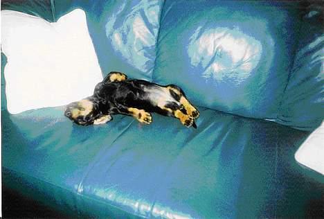 Gravhund Mille  - lille mille billede 7