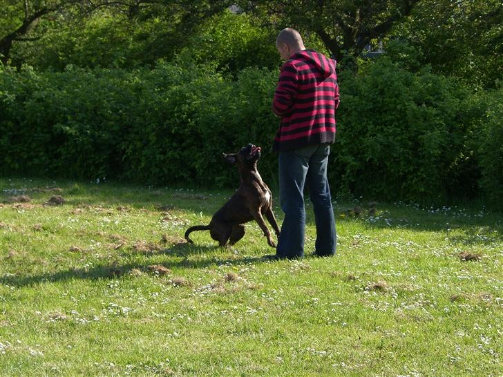 Boxer Dolce - Rundering billede 11