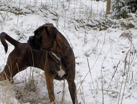 Boxer Dolce billede 12