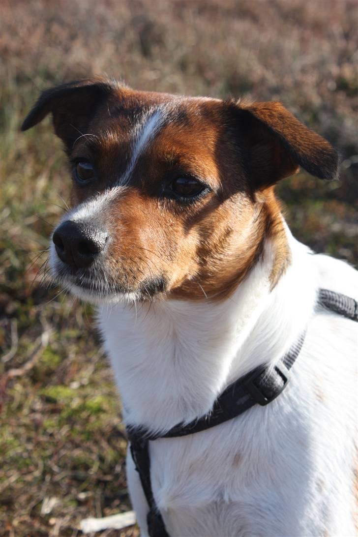 Dansk svensk gaardhund Mille - Velkommen til Milles profil! :) billede 1