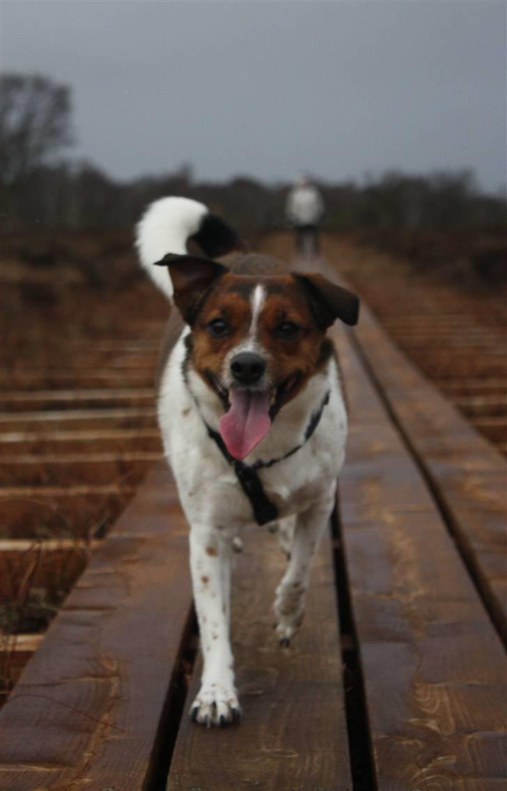 Dansk svensk gaardhund Mille billede 2