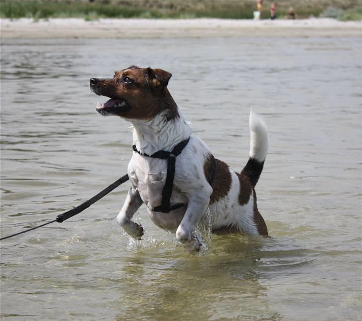 Dansk svensk gaardhund Mille billede 3
