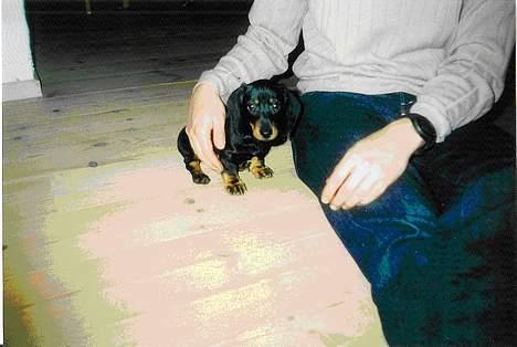 Gravhund Mille  - Lille mille billede 8