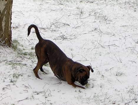 Boxer Dolce billede 13