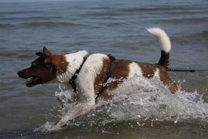 Dansk svensk gaardhund Mille billede 4