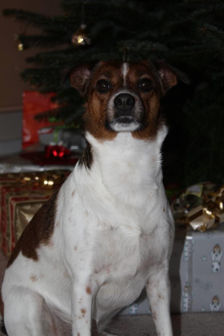 Dansk svensk gaardhund Mille billede 5