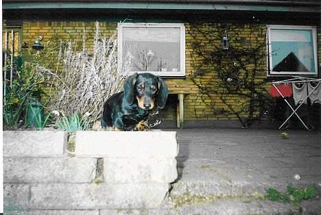 Gravhund Mille  - Lille mille billede 9