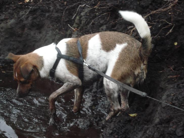 Dansk svensk gaardhund Mille billede 6