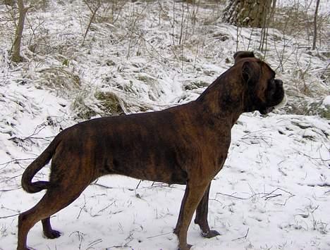 Boxer Dolce billede 14