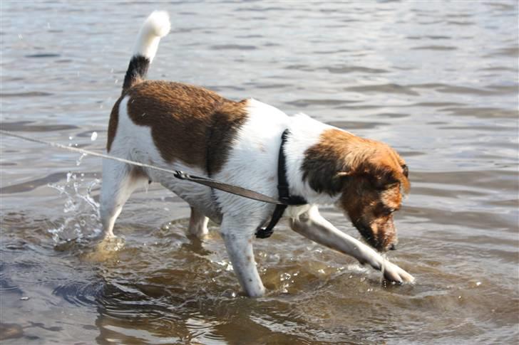 Dansk svensk gaardhund Mille billede 7