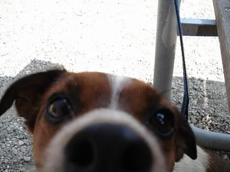 Dansk svensk gaardhund Mille - Hvad er det du har der? :) billede 8