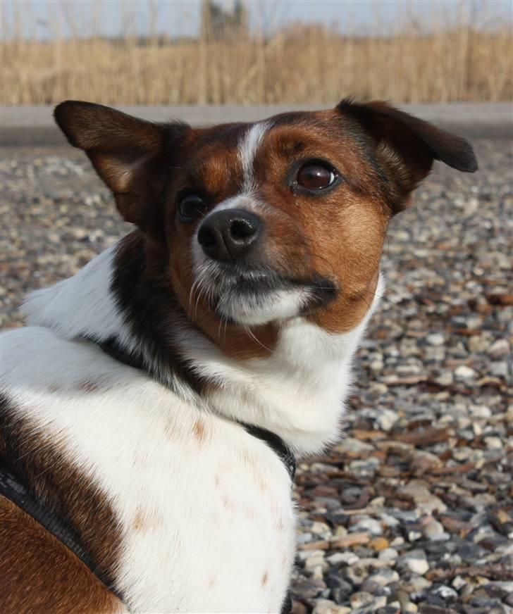 Dansk svensk gaardhund Mille billede 9