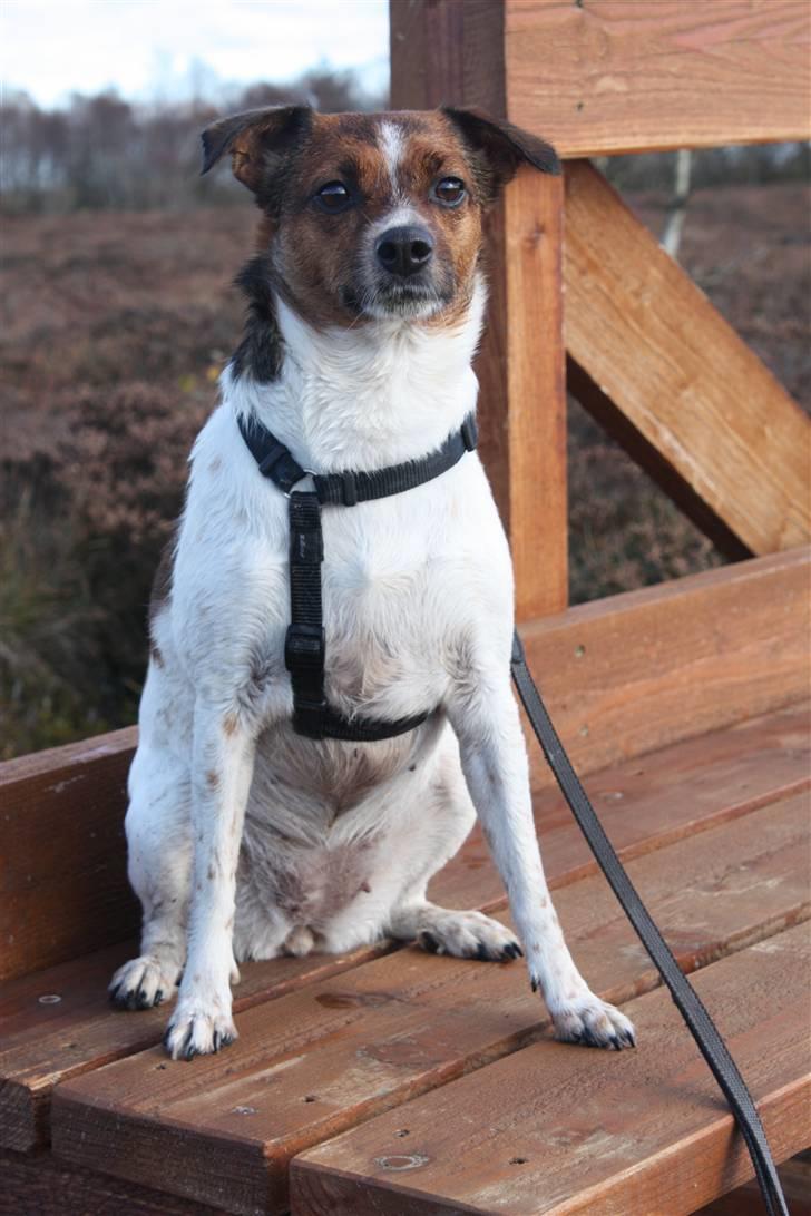 Dansk svensk gaardhund Mille billede 10