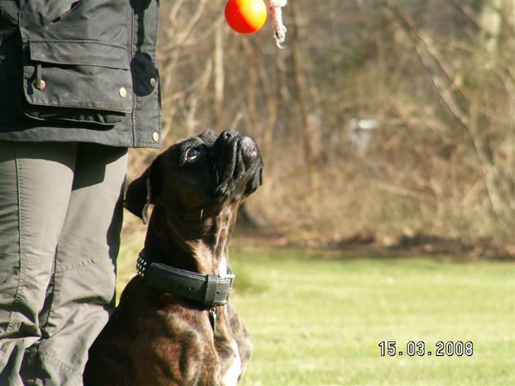 Boxer Dolce - Hvem sagde bold?? billede 16